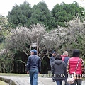 賞梅的人群.jpg