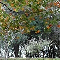 賞梅賞楓一起來吧.— 在角板山行館.jpg