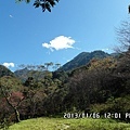 山櫻花林.jpg