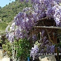 紫藤花2.jpg