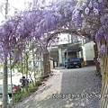 紫藤花4.jpg