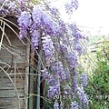 紫藤花7.jpg