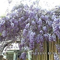 紫藤花6.jpg
