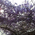 紫藤花8c.jpg