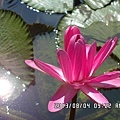 園區的蓮花