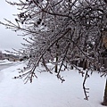 下了一整夜的Freezing rain，路樹的積雪融了又結冰，成為冰棒樹