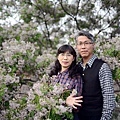 樸仔腳與苦楝花10.JPG