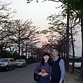 樸仔腳與苦楝花12.JPG