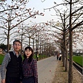 樸仔腳與苦楝花11.JPG
