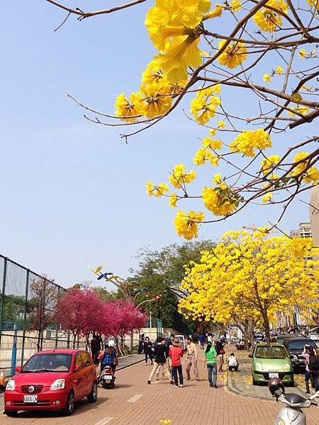 春天到了，兒子以前的學校行道花盛開，賞花中。3.jpg