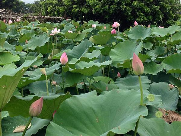 1原來蓮花大部分早上開、8～9點合起來、4～5點開始慢慢開、聞蓮花的清香要一大早