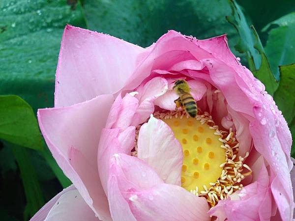 2蜜蜂採蜜忙、順便做公益-幫蓮花受粉、我們才有蓮子吃