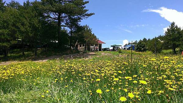 ㄧ大片的貓耳葉菊--福壽山農場露營區