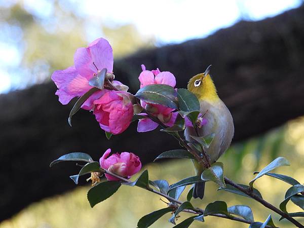 綠繡眼 愛喝紅茶花露水！
