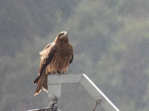 DSCN4198落湯鷹.JPG