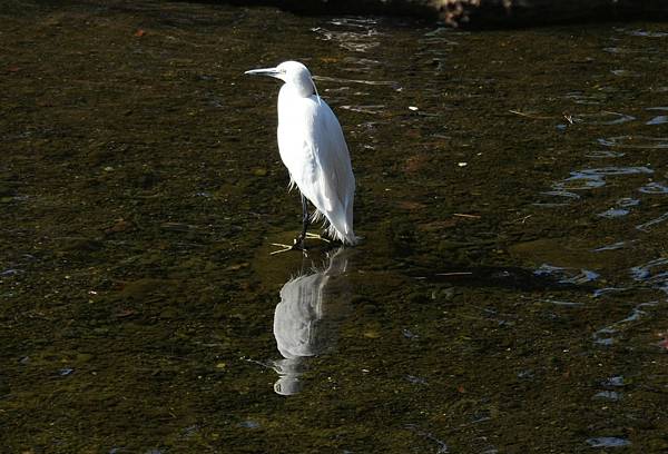 對影成三，鷺眼也成三！