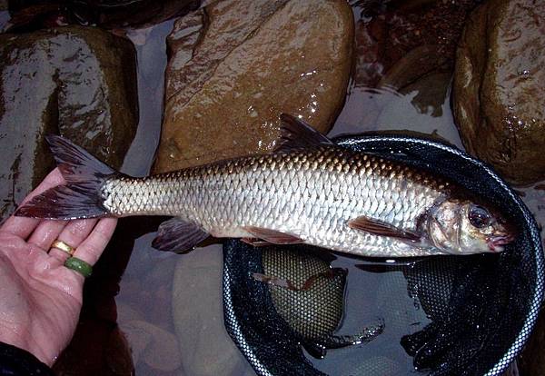 過去的溪釣釣遊記錄 大苦花 3 維克多的相簿 痞客邦