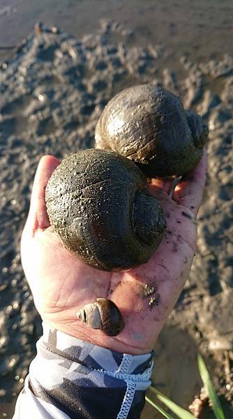 大螺.jpg 大螺.jpg