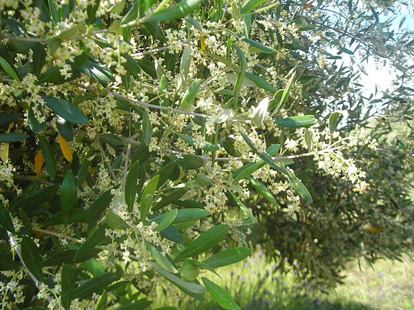 olive-trees-flowering-2