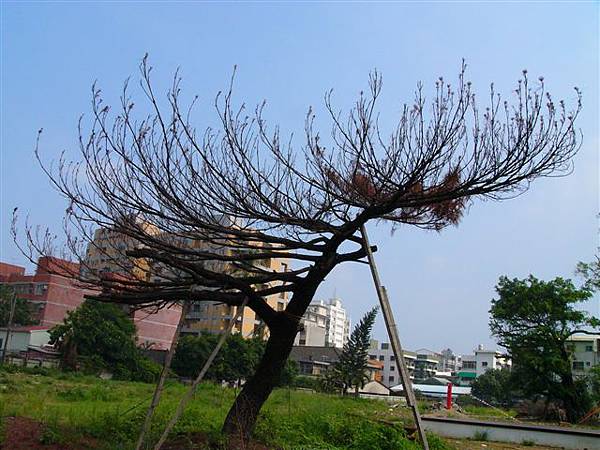 台銀舊宿舍 (1)