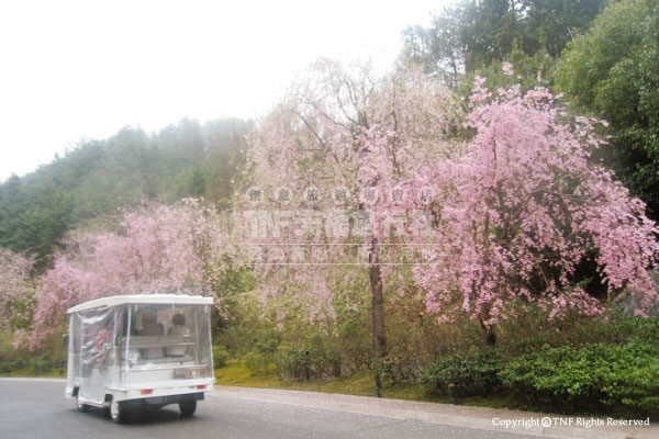 可搭乘接駁車一路欣賞