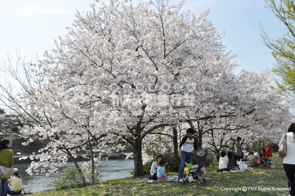 宇治川：野餐於櫻花樹下