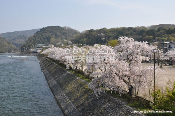 宇治川-櫻花02