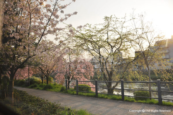 行車瞬間鴨川畔的櫻花