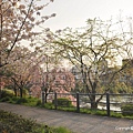 行車瞬間鴨川畔的櫻花