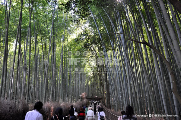 穿越竹林步道，前往搭乘小火車