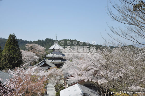 山寺眺望多寶塔