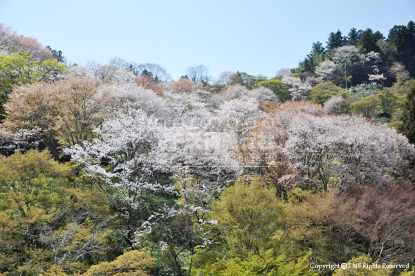 由纜車外的吉野山