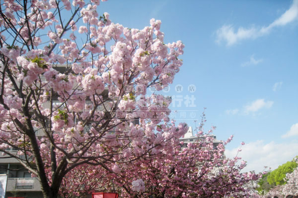 造幣局：櫻花06