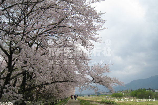 最上川堤防千本櫻