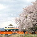 歡樂元氣花見列車