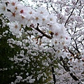 岡城蹟~仰頭凝望朵朵結白櫻花