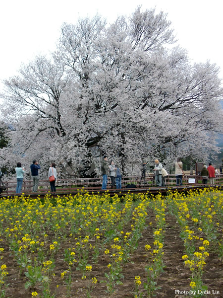 前方油菜花田襯托出其清新高雅