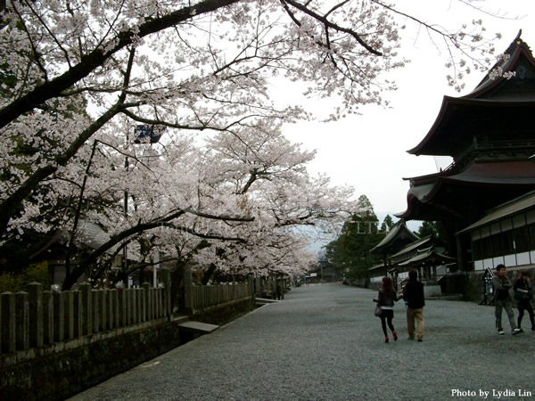 神社旁怎麼可以沒有櫻花樹呢~