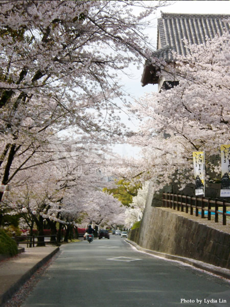 熊本城走道兩旁延伸出櫻花隧道