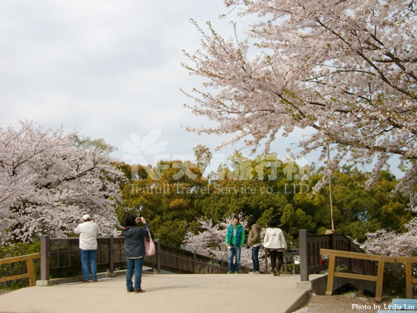 22_熊本城櫻花.jpg