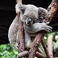 Sydney Koala Park31.jpg