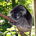 Sydney Koala Park33.jpg