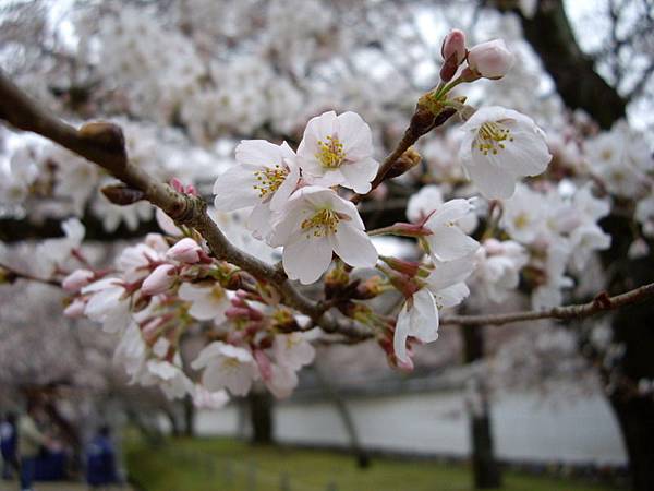 京都醍醐寺櫻花.JPG