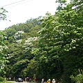 20090501苗栗銅鑼雙峰山賞桐花0009.JPG