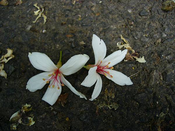 20090501苗栗銅鑼雙峰山賞桐花0019.JPG