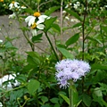 20090501苗栗銅鑼雙峰山賞桐花0010.JPG