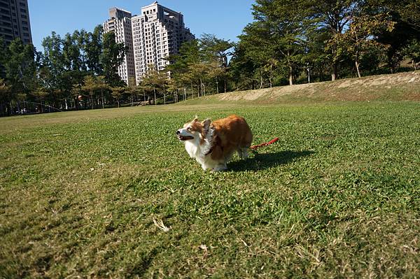 文心森林公園