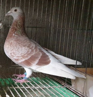 第四配對紀念日誌