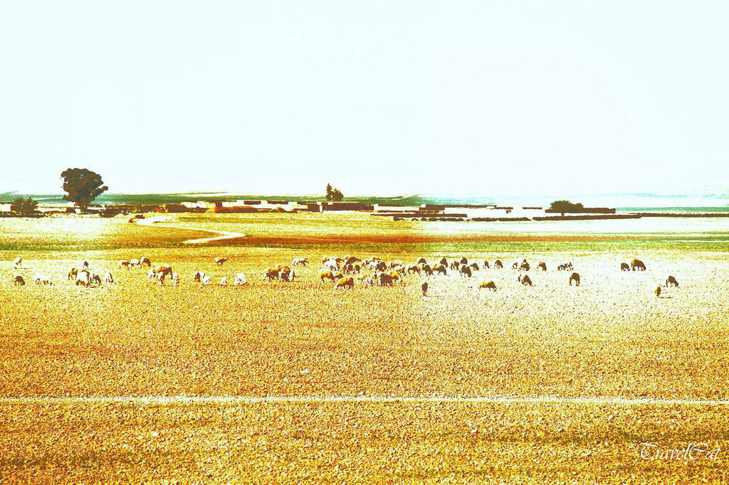 tn_北非摩洛哥Morocco 馬拉喀什Marrakech 2011拷貝 tn_北非摩洛哥Morocco 馬拉喀什Marrakech 2011拷貝
