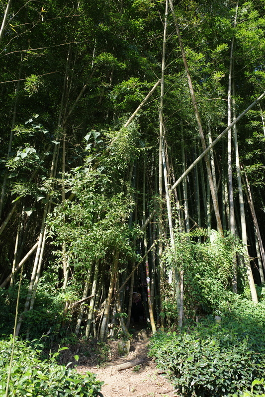 大石公走大崙尾山、貓冬望山、樟空崙山O型縱走